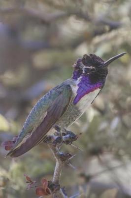 Cover of Hummingbird Journal