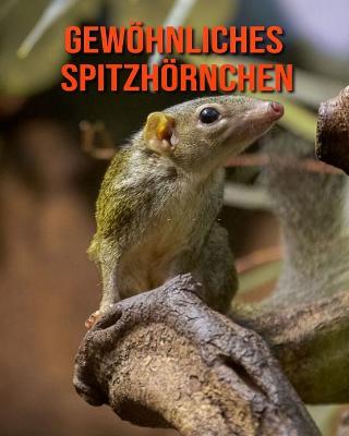 Book cover for Gewöhnliches Spitzhörnchen