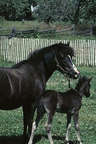 Cover of 2020 Daily Planner Horse Photo Equine Black Mare Foal 388 Pages