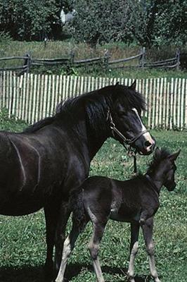 Book cover for 2020 Daily Planner Horse Photo Equine Black Mare Foal 388 Pages