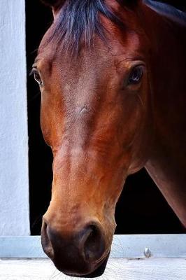 Book cover for A Horse in a Window Journal