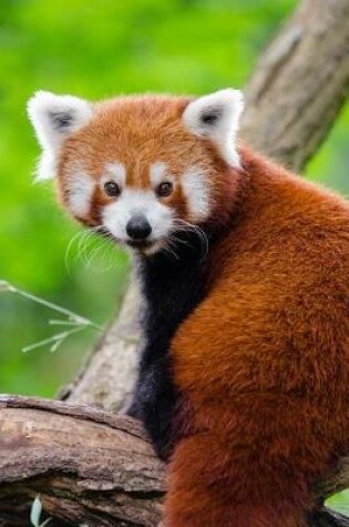 Cover of World's Cutest Animal Red Panda Journal