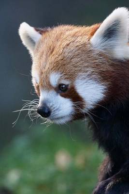 Book cover for Cutest Red Panda Animal Journal