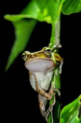 Book cover for Green Tree Frog Clutching a Branch Journal