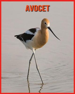 Book cover for Avocet