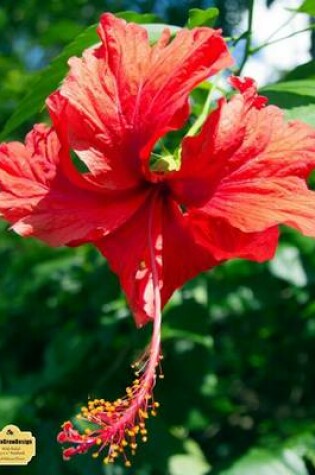 Cover of Writedrawdesign Notebook, Wide Ruled, 8.5 X 11 Inches, Red Hibiscus Flower