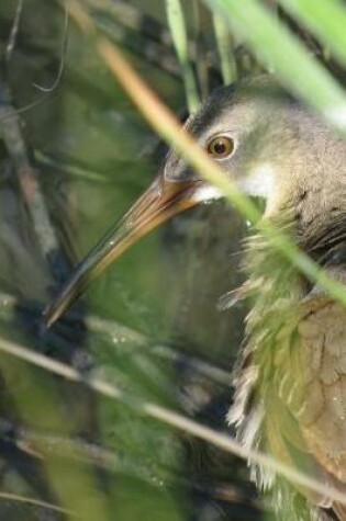 Cover of Clapper Rail (Rallus Longirostris) Bird Journal