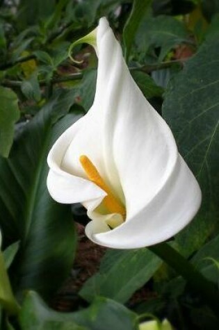 Cover of Arum Lily Gardening Journal