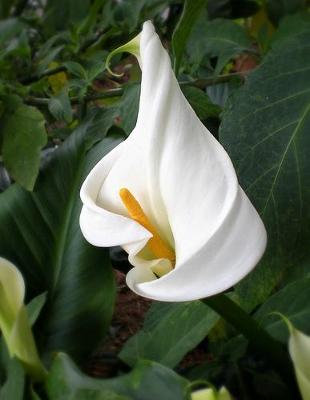 Book cover for Arum Lily Gardening Journal