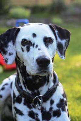 Book cover for Dalmatian Portrait Dog Journal