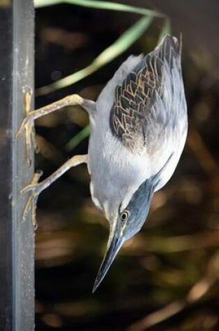 Cover of Striated Heron, Birds of the World