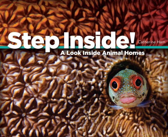 Cover of Step Inside!