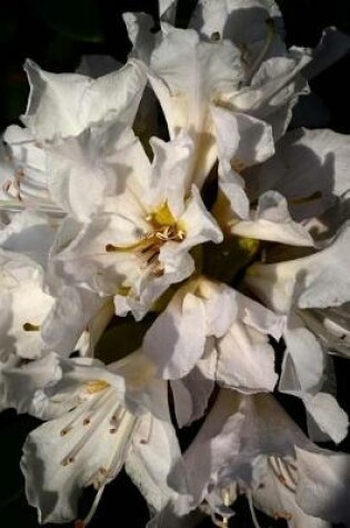 Cover of Beautiful White Rhododendron Flowers in Bloom Journal