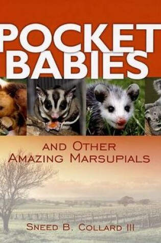 Cover of Pocket Babies