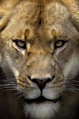 Book cover for Website Password Organizer, Close Up of a Female Lion