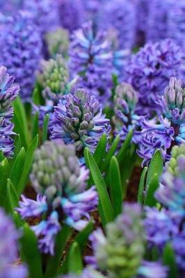 Book cover for Beautiful Blooming Hyacinths Flowering In Spring