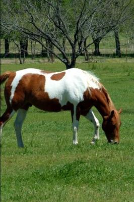 Book cover for 2020 Daily Planner Horse Photo Equine Grazing Chestnut 388 Pages