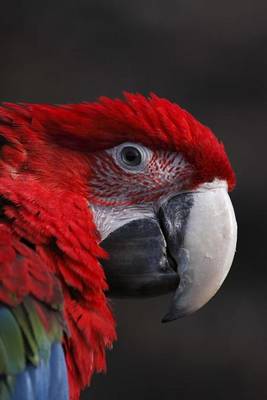 Book cover for Red Cuban Macaw Parrot Journal