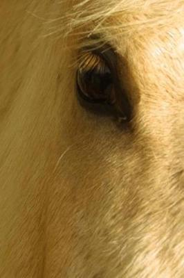 Book cover for Journal White Horse Closeup Equine