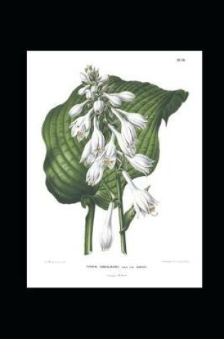 Cover of Hosta Sieboldiana Lilies by Abraham Jacobus Wendel Journal
