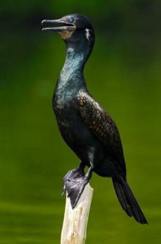 Cover of Shag from India, an Indian Cormorant Bird Journal