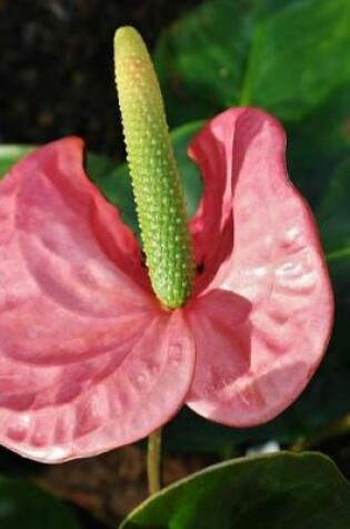 Cover of Beautiful Anthurium Flower Blooming in Mexico Journal