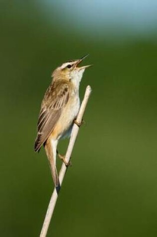 Cover of Sedge Warbler Journal