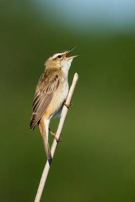 Book cover for Sedge Warbler Journal