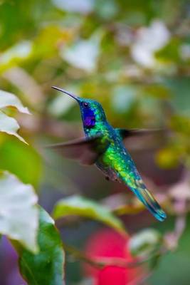 Book cover for Iridescent Green and Blue Colored Hummingbird Journal