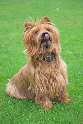 Book cover for Australian Terrier, for the Love of Dogs