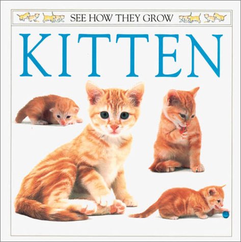 Book cover for Kitten