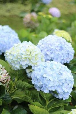 Book cover for Blue and White Hydrangeas Spring Flower Garden Journal