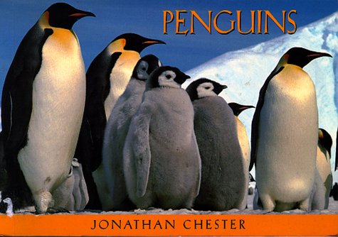 Book cover for Penguins Postcard Book