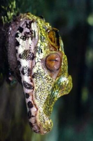 Cover of Profile of a Caiman in the Swamp Journal