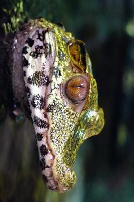 Book cover for Profile of a Caiman in the Swamp Journal