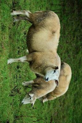 Book cover for Three Sheep in the Meadow Journal