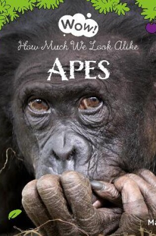 Cover of Wow! Apes. How Much We Look Alike