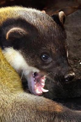 Book cover for The Yellow-Throated Marten Journal