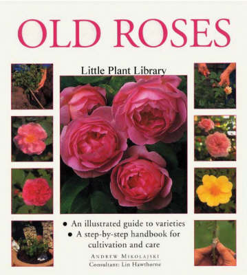 Book cover for Old Roses