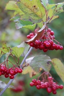 Book cover for Red Viburnum Berries Journal