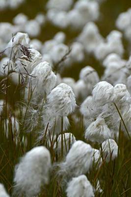 Book cover for A Beautiful Field of Cottongrass, for the Love of Flowers