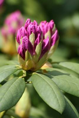 Book cover for Button Rhododendron Bud, for the Love of Flowers