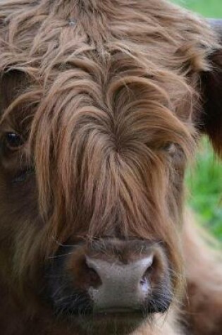 Cover of Scottish Highland Cow Laying in the Grass Journal