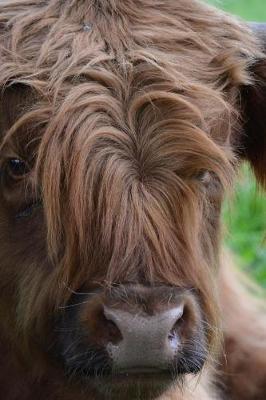 Book cover for Scottish Highland Cow Laying in the Grass Journal