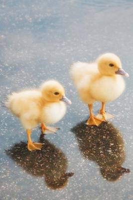 Book cover for Two Baby Ducklings in a Puddle Journal