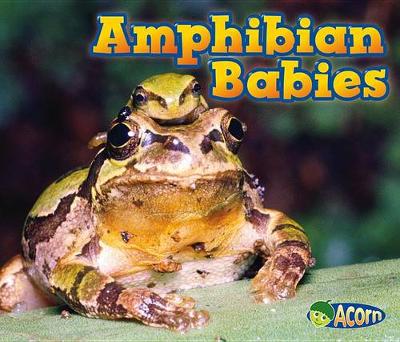 Book cover for Amphibian Babies (Animal Babies)