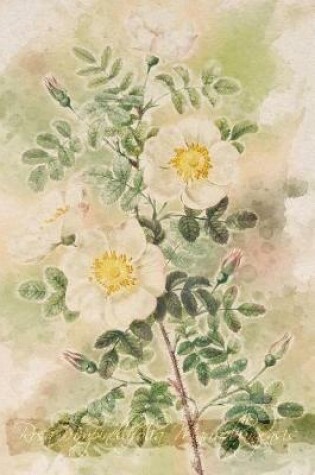 Cover of Rosa Pimpinellifolia Mariaeburgensis