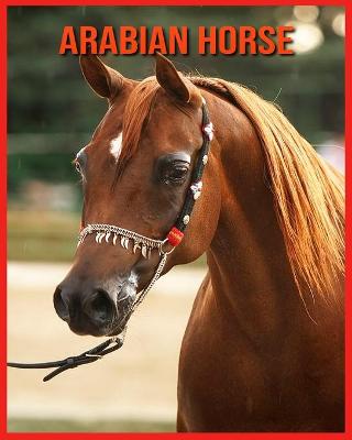 Book cover for Arabian Horse