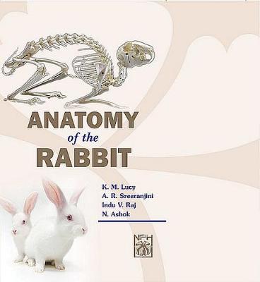 Book cover for Anatomy of the Rabbit