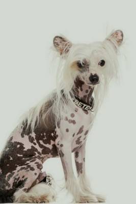 Cover of Chinese Crested